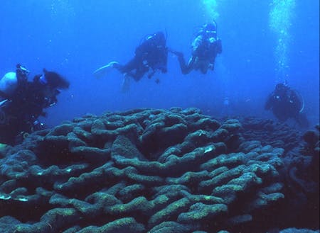 世界最大の群落規模を誇るオオスリバチサンゴとダイビング