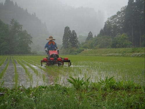 小雨の中おこなう、春の除草風景