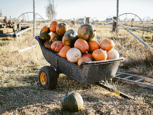 無農薬の野菜づくりに興味のある方