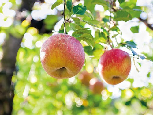 実はリンゴ狩りもできる嘉麻市。