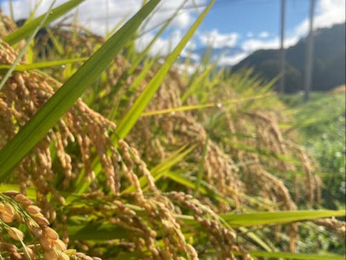 共同作業で田植え体験を楽しもう!