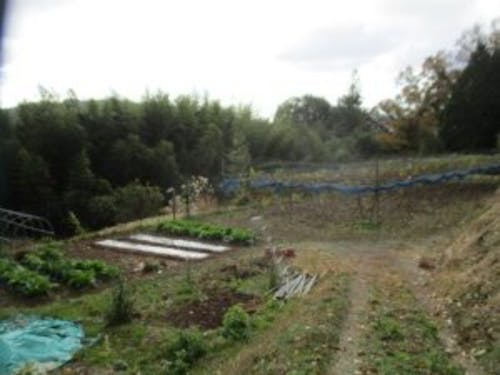 梅・ゆず・柿・栗・ピオーネの木もあり、果樹の栽培も気軽に始められます。