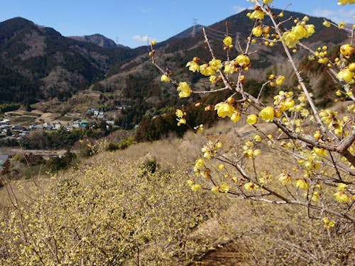1月:寄ロウバイまつり