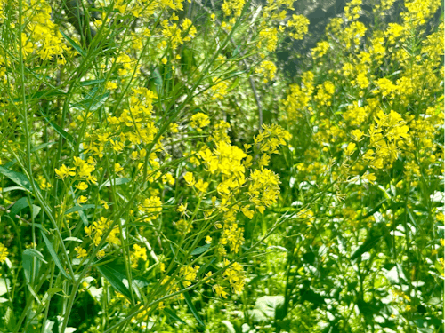 菜の花もあちらこちらに咲いていい匂いがします。
