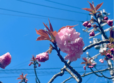 個人的には八重桜が【推し】です！