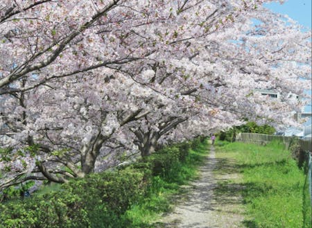 平田川沿いの桜並木は穴場中の穴場