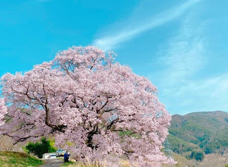 上ノ平城跡の一本桜