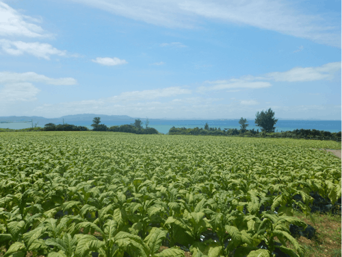 島内に広がる葉たばこ畑
