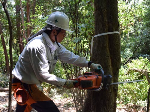 伐採の様子
