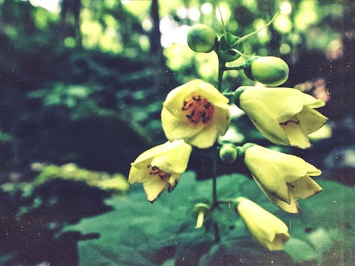 絶滅危惧種を守る