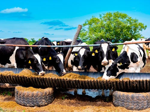 別海町には、香川地区や福島地区など、日本各地の地名がつけられた地区があります。入植当時の厳しい生活を支えあって乗り切った大事なつながりを、これからも大事にしていきたいと考えています。