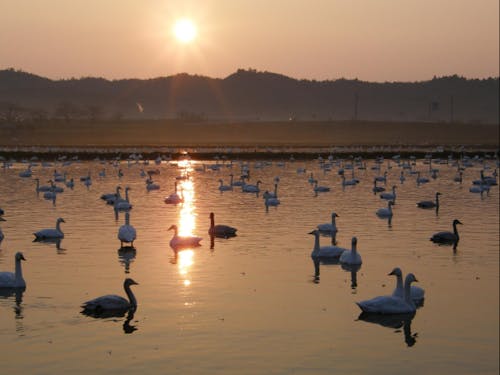 夕日とコハクチョウ