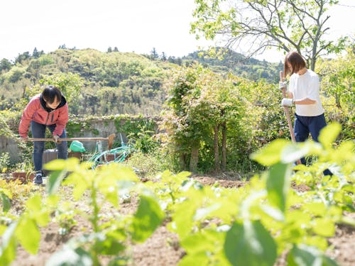 第一次産業現場で働く島体験生の様子