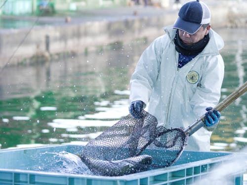 定置網漁の水揚げ