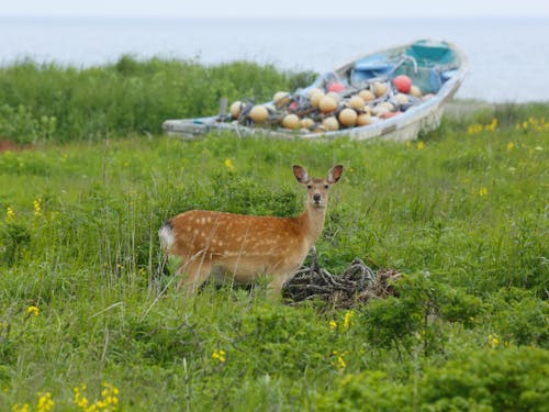 別海町全域に生息する、エゾシカ。こんなに可愛い彼等は、貴重な観光資源の1つであると同時に、酪農業や林業からすると、牧草の一番おいしい部分や樹皮を食べる害獣だったりします。観光資源としての価値と産業の被害額での比較なども面白いデータになりそうです。