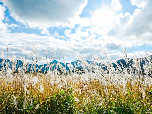 自然が持つ文化資産の一つ、ススキが広がる草原。