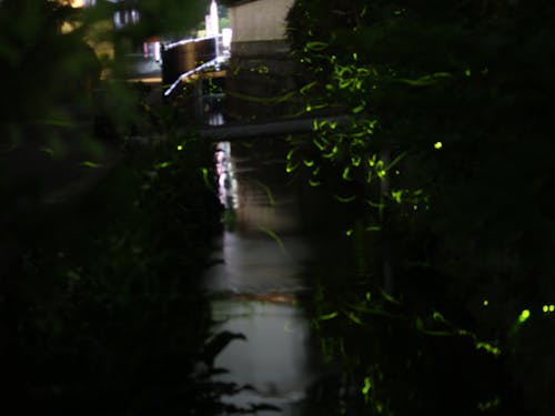 守山市で飛翔するほたるの様子