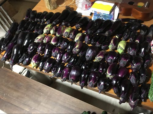 村・留学期間中にいただいたナスを数えたら100個以上あった