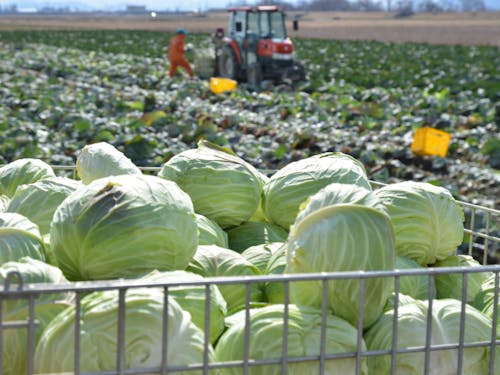 みずみずしいキャベツ