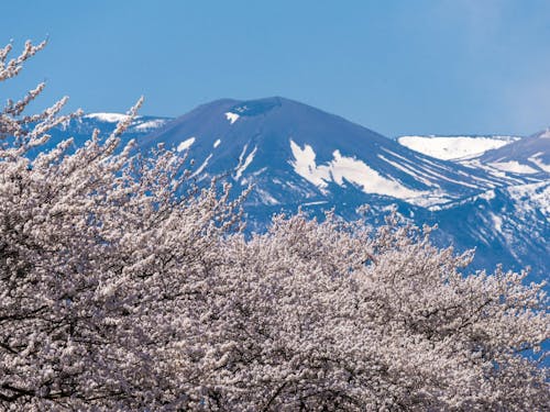 吾妻の雪うさぎ(撮影:福島市民フォトグラファー 半沢剛司さん)