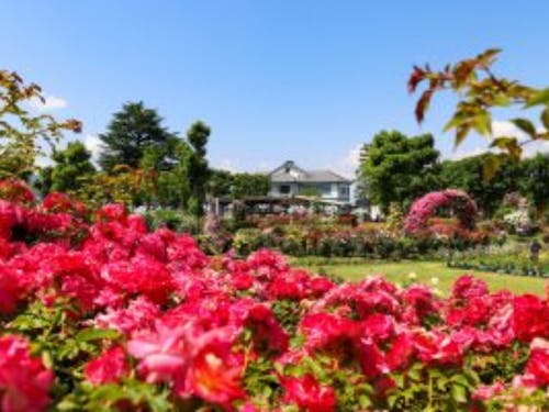 5/25~6/16 信州なかのバラまつり in一本木公園