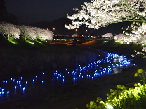 河川整備によって恒例のさくら祭りもムーディに