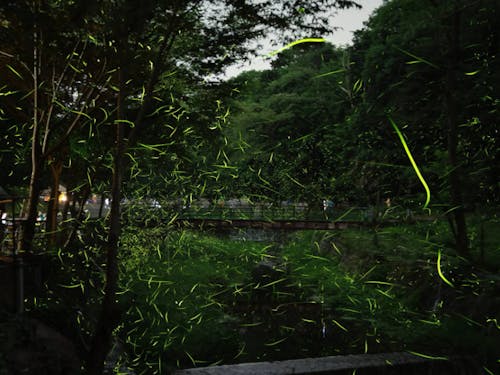 飛び交うたくさんのホタル