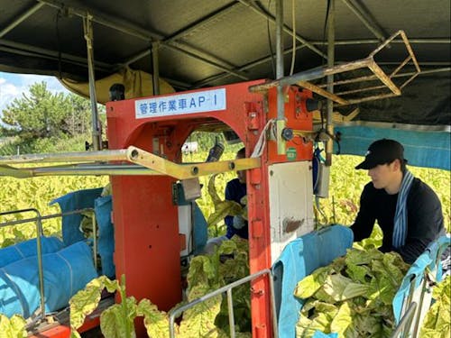 実際の収穫風景