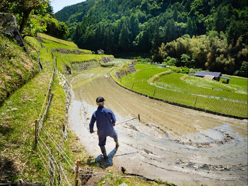 地域の魅力写真📸棚田の田植(芋谷の棚田)