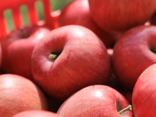 秋の稔りのための、りんごの摘果作業を春から行っています