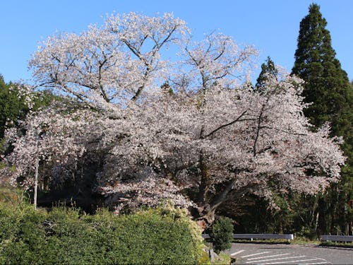 石割桜