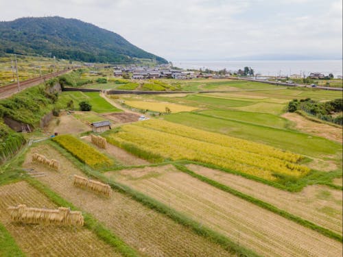 稲架掛けの風景