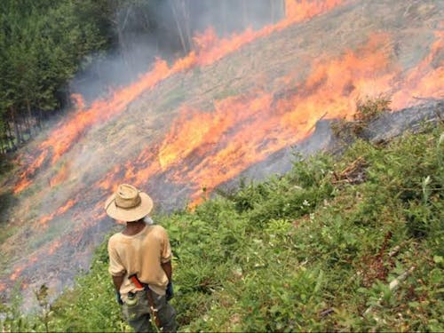 古来から伝わる伝統農法の焼畑!