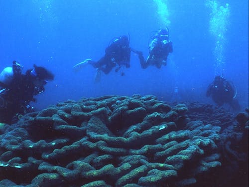 世界最大の群落規模を誇るオオスリバチサンゴとダイビング
