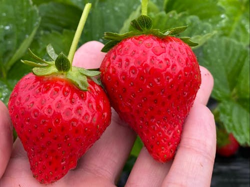 隊員と地域とのつながり(イチゴの収穫)