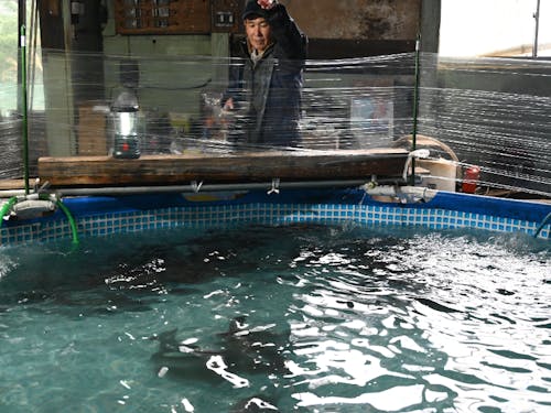 清流で養殖中のサーモン