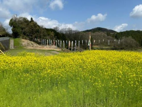 針ケ別所町の菜の花畑
