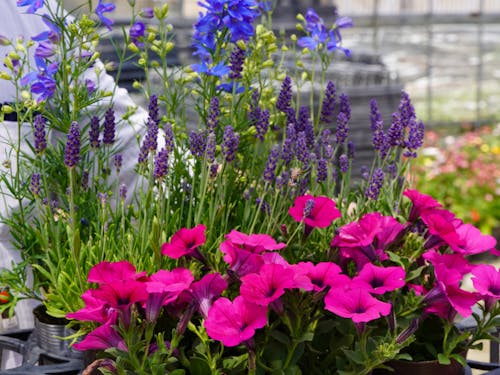 米原代表セレクトの5月旬の花苗