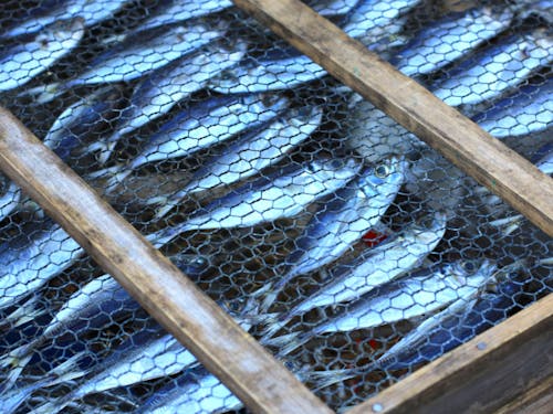 軒先で干物を作る、漁師町ならではの風景