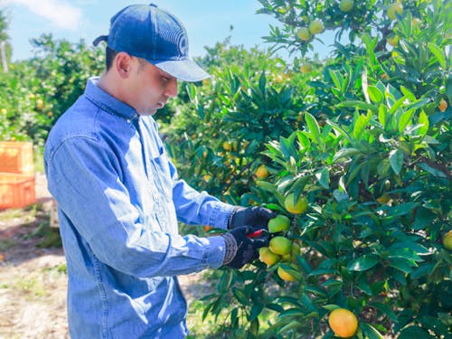 同じ品種でも農家さんごとに美味しさが違うことに面白さを感じるそう。