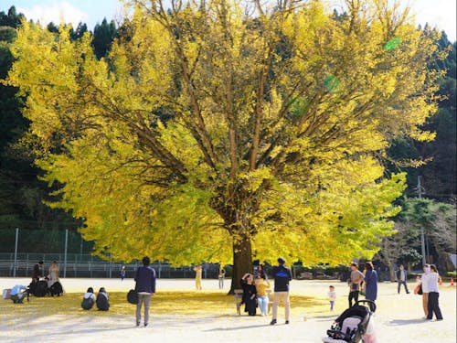 【日南町が誇る宝】旧日野上小学校にある樹齢約100年の大銀杏の木
