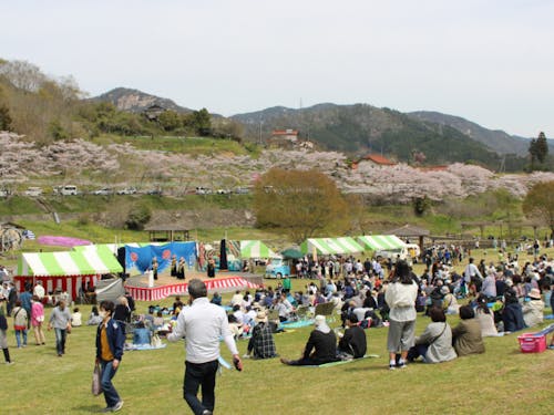 明神原なごみ広場桜まつり