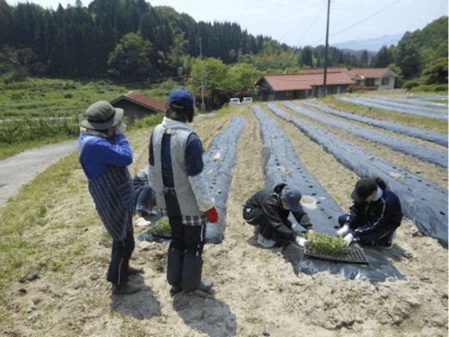 農業体験の様子