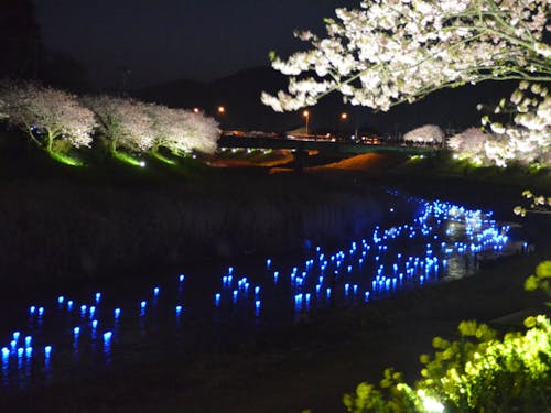 昼とは違った幻想的な雰囲気に