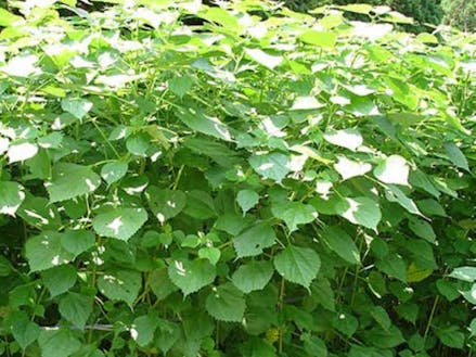 苧麻（ラミー）イラクサ科の植物。日本古来の麻で「からむし」「青苧（あおそ）」とも呼ばれます（転用元：https://omi-jofu.com/omi-jofu/）