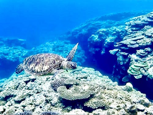 海ガメと出会える感動!