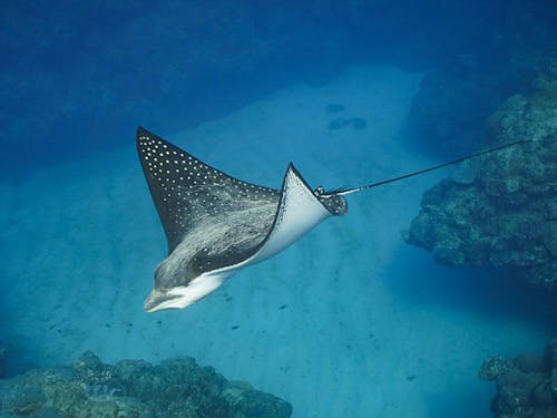 マダラトビエイに出会えることも!