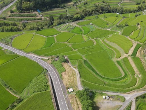 平尾地区の棚田です