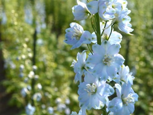 テレビ番組等でもよく目にするデルフィニウムの花
