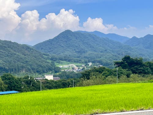 家を出てすぐに見える田んぼの景色